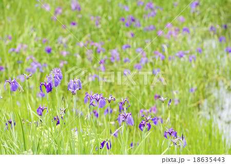 自生南限地のノハナショウブの群落 自生南限地のノハナショウブの群落 18635443