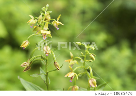 カキランの花 18635476