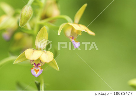 カキランの花のアップ カキランの花のアップ 18635477