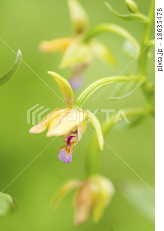 カキランの花のアップ カキランの花のアップ 18635478