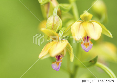 カキランの花のアップ 18635479