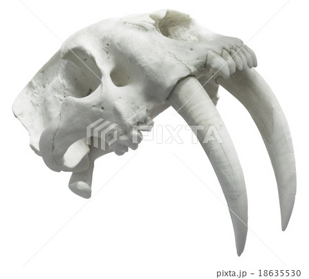 Smilodon Skull Cutout 18635530