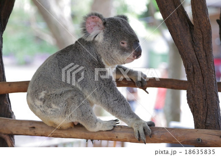 歩くコアラ 18635835