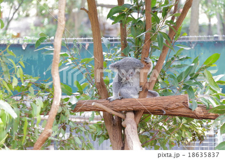 コアラ コアラ 18635837
