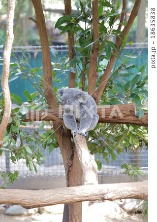歩くコアラ 歩くコアラ 18635838