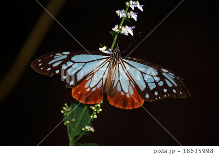 アサギマダラ アサギマダラ 18635998