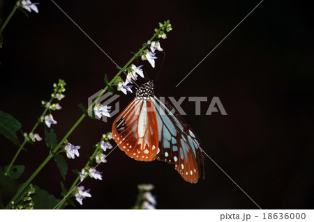 アサギマダラ アサギマダラ 18636000