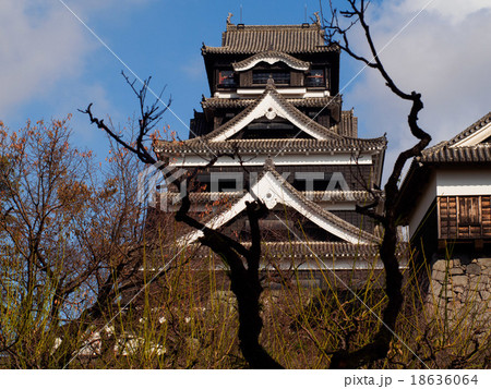 熊本城と老梅 18636064