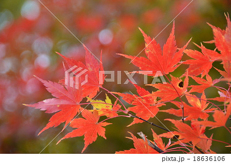 紅葉（笹ヶ峰野営場/新潟県妙高市） 18636106