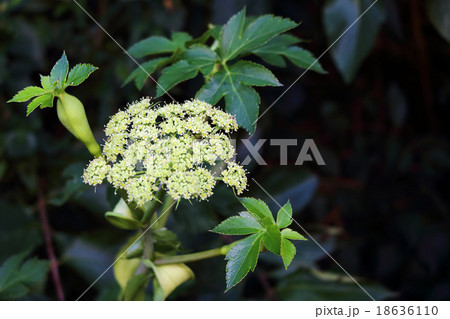 アシタバ 18636110