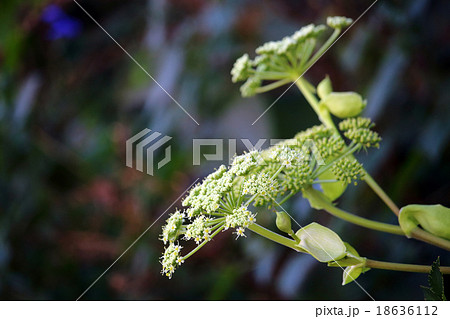 アシタバ アシタバ 18636112