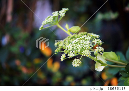 アシタバ 18636113