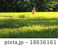 かかし 18636161