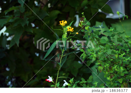 アスクレピアス 18636377