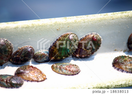 アワビ 18638013