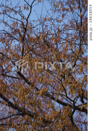 赤四手　アカシデの花 18638054