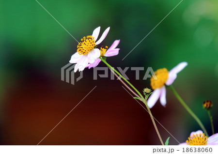 ビデンス(ウインターコスモス) 18638060