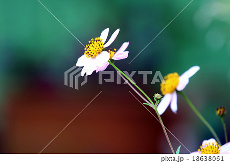 ビデンス(ウインターコスモス) 18638061