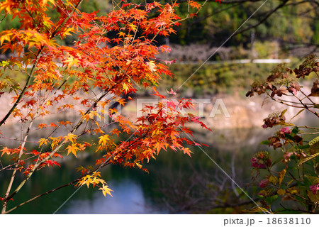 紅葉の日向神ダム 18638110