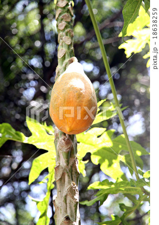 Ripe Papaya fruit on the tree. 18638259