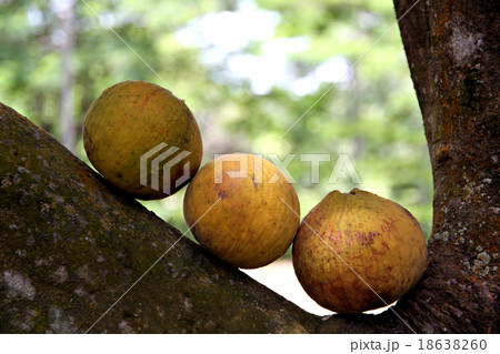 Santol fruit on tree in Thailand. 18638260