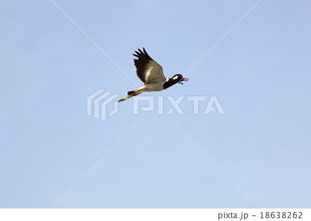Black Seagull flying in the sky at high speed. 18638262
