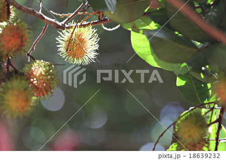 Rambutan tree with fruits on. 18639232