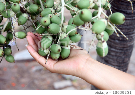 Fruit of the palms that is not yet ripe on hand. 18639251