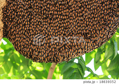 Bees and its hive on a tree Bees and its hive on a tree 18639352