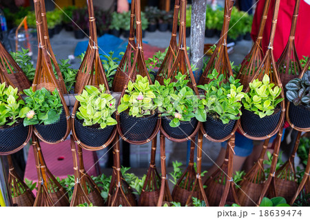 BANGKOK, THAILAND - CIRCA JULY, 2015: Plant for sale at Chatucha 18639474