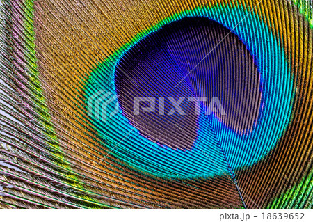 Asian peacock feather close uo Asian peacock feather close uo 18639652