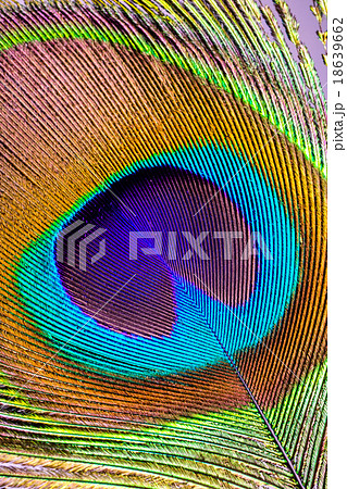 Asian peacock feather close uo Asian peacock feather close uo 18639662