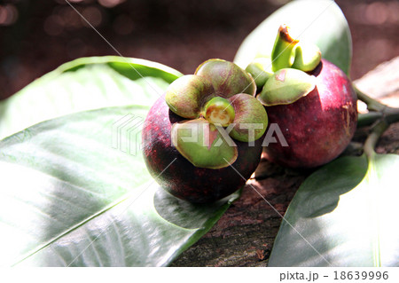 Mangosteen on Green Leaves. 18639996