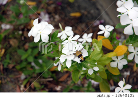 White Catharanthus roseus in the garden. White Catharanthus roseus in the garden. 18640105