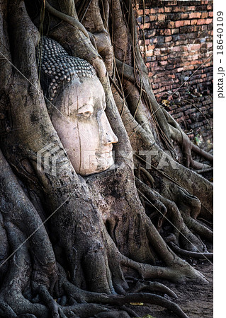 Ancient buddha head embeded in banyan tree from Ayutthaya, Thail 18640109