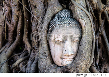 Ancient buddha head embeded in banyan tree from Ayutthaya, Thail 18640183