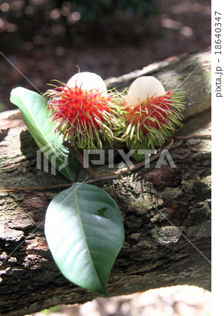 Rambutan flesh on the green Leaves. Rambutan flesh on the green Leaves. 18640347