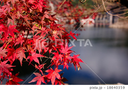 日向神ダムの紅葉 日向神ダムの紅葉 18640359