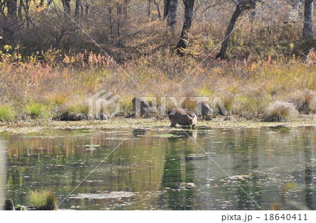 ニホンジカの群れ(奥日光・戦場ヶ原/栃木県日光市) ニホンジカの群れ(奥日光・戦場ヶ原/栃木県日光市) 18640411