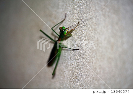 カマキリ 18640574