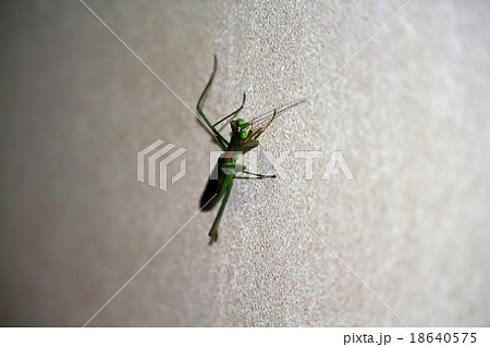 カマキリ カマキリ 18640575