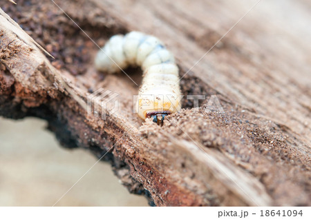 little woodworm 18641094