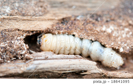little woodworm 18641095