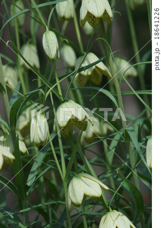 編笠百合 貝母(ばいも)と呼ばれることが多いようです。 編笠百合 貝母(ばいも)と呼ばれることが多いようです。 18641226