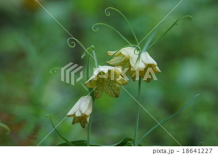 編笠百合　貝母（ばいも）と呼ばれることが多いようです。 18641227