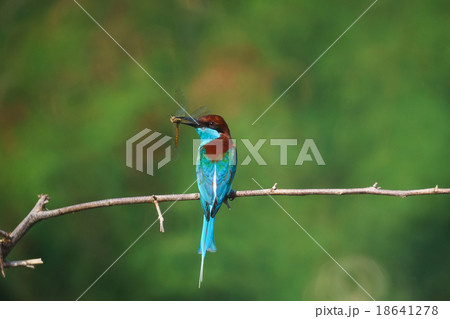 Blue-throated Bee-eater on morning food 18641278