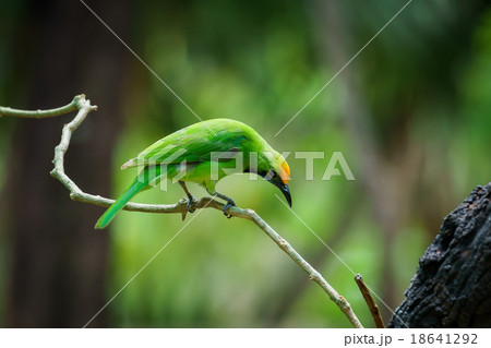 Green bird on leaf 18641292
