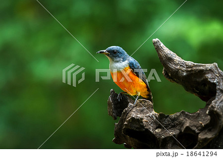 Orange-bellied Flowerpecker  bird in thailand 18641294