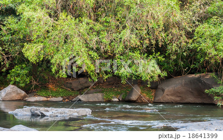 stream in the forest stream in the forest 18641399