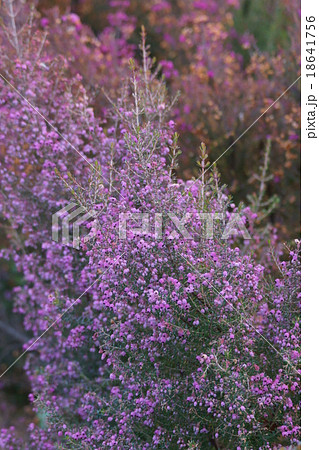 蛇の目エリカ 冬から春にかけて咲きます。 蛇の目エリカ 冬から春にかけて咲きます。 18641756